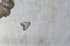 Meganola strigula