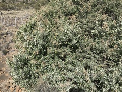 Chenopodium oahuense