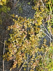 Epilobium brunnescens