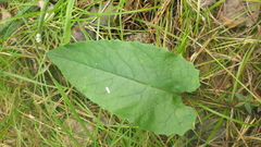 Saussurea controversa