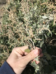 Chenopodium oahuense