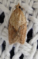 Epiphyas postvittana