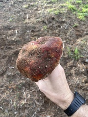 Boletus regineus
