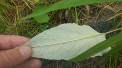 Saussurea controversa