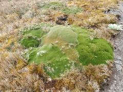 Azorella macquariensis