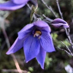 Thelymitra pulchella