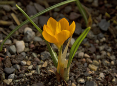 Crocus olivieri