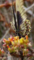 Battus polydamas psittacus