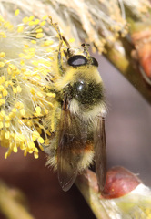 Criorhina