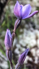 Thelymitra pulchella