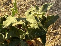Aristolochia peninsularis