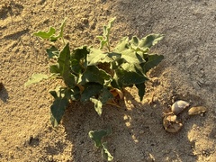 Aristolochia peninsularis