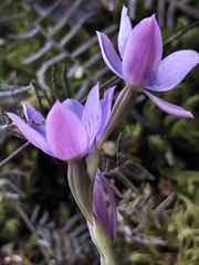 Thelymitra pulchella