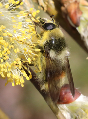 Criorhina