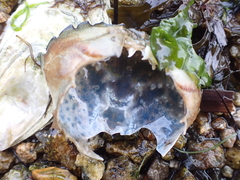 Carcinus maenas