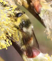 Criorhina