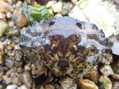 Carcinus maenas