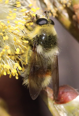 Criorhina