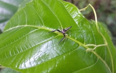 Indopadilla insularis