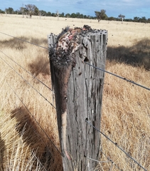 Pseudocheirus occidentalis