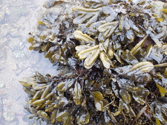 Fucus