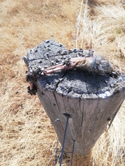 Pseudocheirus occidentalis