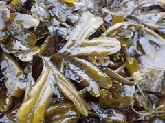 Fucus