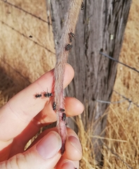 Pseudocheirus occidentalis