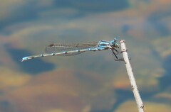 Austrolestes aridus