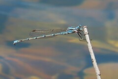 Austrolestes aridus