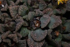 Titanopsis