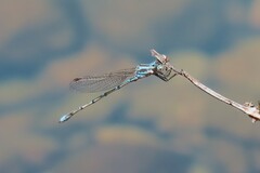 Austrolestes aridus