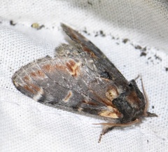 Notodonta dromedarius