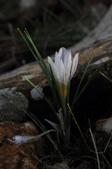 Crocus pseudonubigena