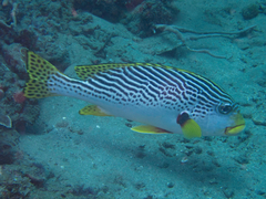 Plectorhinchus lineatus
