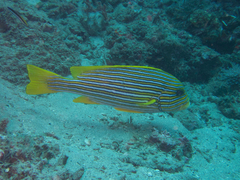 Plectorhinchus polytaenia