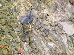 Suhpalacsa dietrichiae