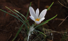 Crocus pseudonubigena