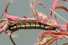 Phalaenoides tristifica