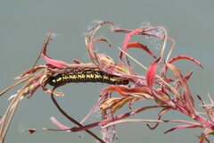 Phalaenoides tristifica