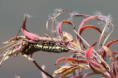 Phalaenoides tristifica