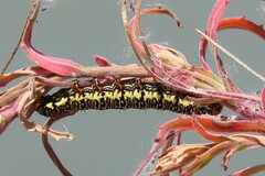 Phalaenoides tristifica