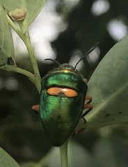 Lampromicra senator