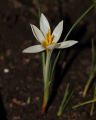 Crocus randjeloviciorum