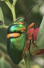 Lampromicra senator