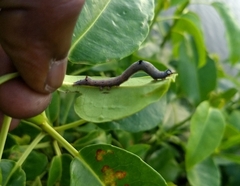 Poaphilini