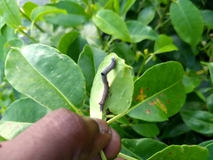Poaphilini