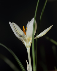 Crocus randjeloviciorum