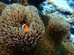 Amphiprion ocellaris