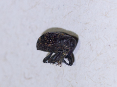 Curculionidae